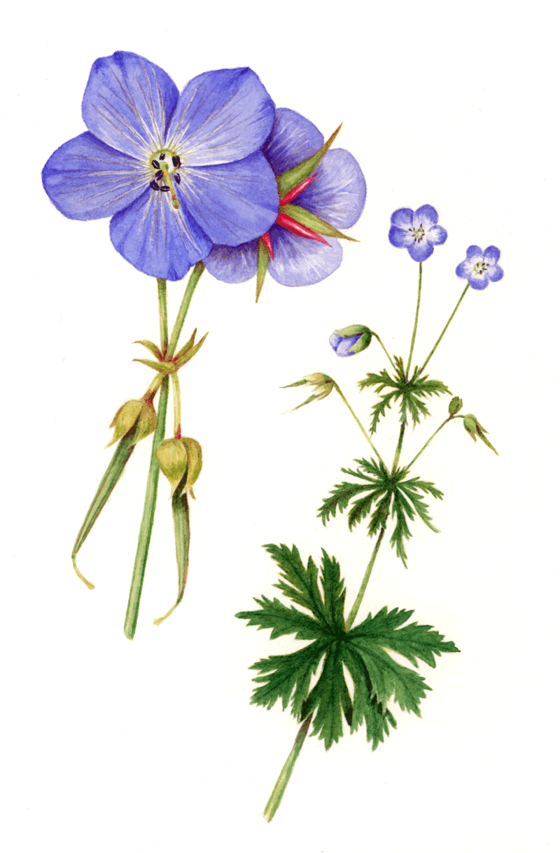 "Geeking Out on Watercolors & Botanical Illustration" August 24 & 31 / 10am - 2pm